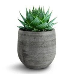 Esra Plant Pot - Mystic Grey -Plant potted plants 138970 pot esra mystic grey 15cmx13cm