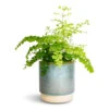 Adiantum Fragrans - Delta Maidenhair Fern -Plant potted plants Adiantum Fragrans Delta Maidenhair Fern 13x30cm Copenhagen Plant Pot Aqua 15.5x16cm 0f36e61d dddf 4ccd a871 0cab4e6ffec6