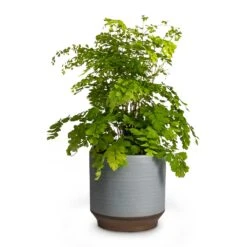 Adiantum Fragrans - Delta Maidenhair Fern -Plant potted plants Adiantum Fragrans Delta Maidenhair Fern 13x30cm Pot Suze Blue 15x14cm