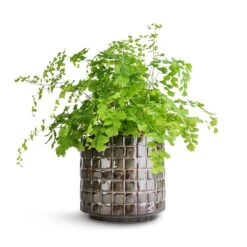 Adiantum Fragrans - Delta Maidenhair Fern -Plant potted plants Adiantum Fragrans Delta Maidenhair Fern 13x30cm Stian Plant Pot Moss Green 16x15cm
