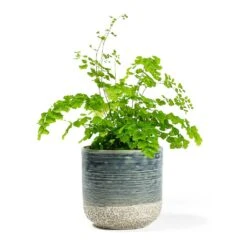 Adiantum Fragrans - Delta Maidenhair Fern -Plant potted plants Adiantum Fragrans Delta Maidenhair Fern Issa Plant Pot Light Blue