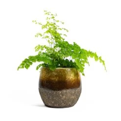 Adiantum Fragrans - Delta Maidenhair Fern -Plant potted plants Adiantum Fragrans Delta Maidenhair Fern Lindy Plant Pot Ochre 5d518b23 6beb 426b 86b6 0043681e56a8
