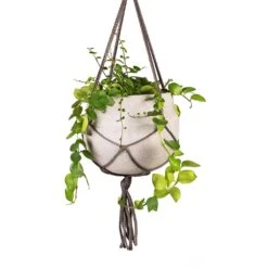 Aeschynanthus Pink Polka - Lipstick Plant -Plant potted plants Aeschynanthus Pink Polka Lipstick Plant 15x50cm Hans Hanging Plant Pot Light Grey 22x19cm Close