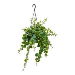 Aeschynanthus Pink Polka - Lipstick Plant -Plant potted plants Aeschynanthus Pink Polka Lipstick Plant