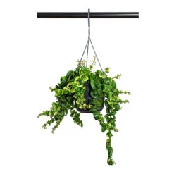 Aeschynanthus Rasta - Lipstick Plant -Plant potted plants Aeschynanthus Rasta Lipstick Plant 15cm