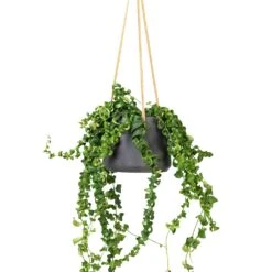 Patt Hanging Plant Pot - Black Washed 24 Patt Hanging Plant Pot - Black Washed -Plant potted plants Aeschynanthus Rasta Lipstick Plant 15x40cm Patt Hanging Plant Pot Black Washed 20x17cm f6089cf4 a50d 4baf b1b2 c85c694b1977