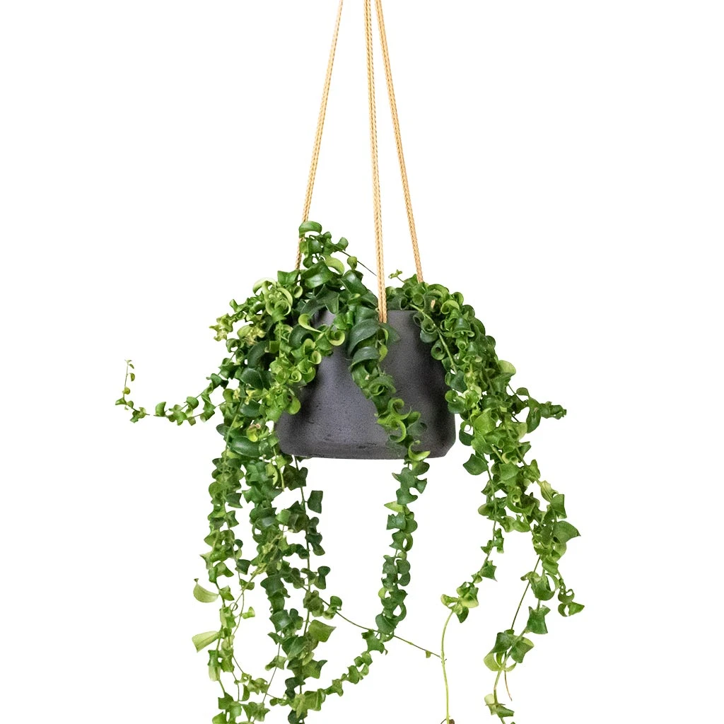 Patt Hanging Plant Pot - Black Washed 10 Patt Hanging Plant Pot - Black Washed - Image 8