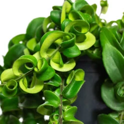 Aeschynanthus Rasta - Lipstick Plant -Plant potted plants Aeschynanthus Rasta Lipstick Plant Close Up