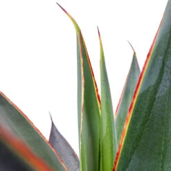 Agave Shaka Zulu 16 Agave Shaka Zulu -Plant potted plants Agave Shaka Zulu 15x25cm 2