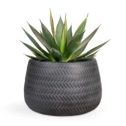 Agave Shaka Zulu 18 Agave Shaka Zulu -Plant potted plants Agave Shaka Zulu 15x25cm Angle Darcy Plant Pot Anthracite 24x16cm 127ac9dd 3d6f 4c51 a227 021b24db930a