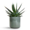 Agave Shaka Zulu -Plant potted plants Agave Shaka Zulu 15x25cm Remmi Glaze Plant Pot Green 16x16cm 3eb7ebe8 f1df 4159 aa93 238dd066805c