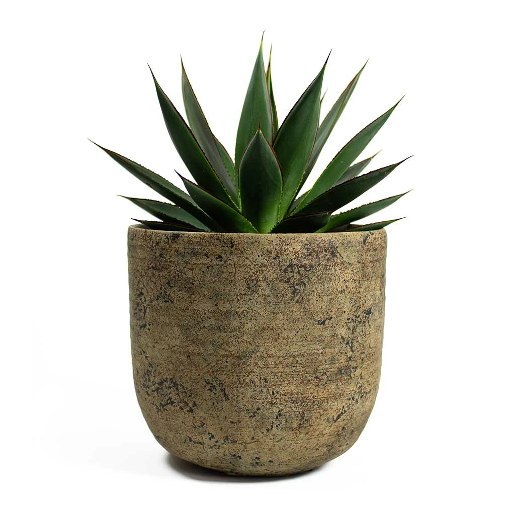 Agave Shaka Zulu 12 Agave Shaka Zulu - Image 10