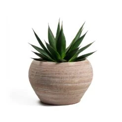 Agave Shaka Zulu 20 Agave Shaka Zulu -Plant potted plants Agave Shaka Zulu Ina Plant Pot Terracotta