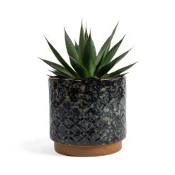 Agave Shaka Zulu 19 Agave Shaka Zulu -Plant potted plants Agave Shaka Zulu Mees Plant Pot Vintage Black