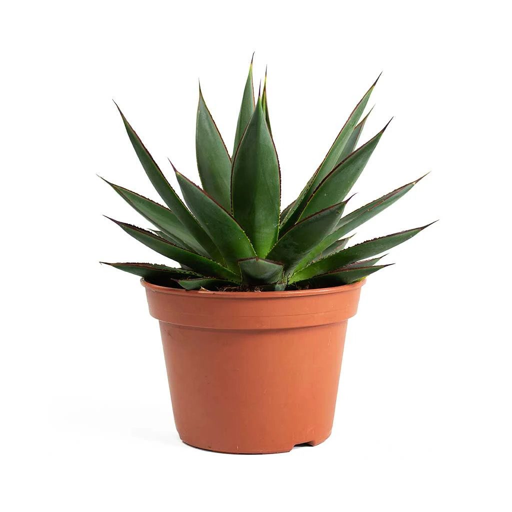 Agave Shaka Zulu 5 Agave Shaka Zulu - Image 3