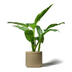 Aglaonema B.J. Freedman - Chinese Evergreen -Plant potted plants Aglaonema B.J. Freedman Chinese Evergreen 17x70cm Jordy Plant Pot Pebble 20x18cm