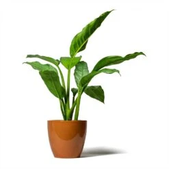 Aglaonema B.J. Freedman - Chinese Evergreen -Plant potted plants Aglaonema B.J. Freedman Chinese Evergreen 17x70cm Sven Plant Pot Mandarin 20x19cm