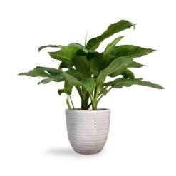 Angle Couple Plant Pot - White -Plant potted plants Aglaonema B.J. Freedman Chinese Evergreen 24x80cm Angle Couple Plant Pot White 30x28cm 4e7cbd8e 96e2 4911 a4d0 856d1f5b2677