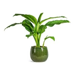 Aglaonema B.J. Freedman - Chinese Evergreen -Plant potted plants Aglaonema B.J. Freedman Chinese Evergreen Mischa Plant Pot Forest Green