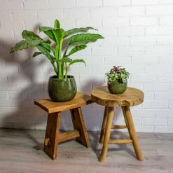 Tradescantia Zebrina - Inch Plant 20 Tradescantia Zebrina - Inch Plant -Plant potted plants Aglaonema B.J. Freedman Chinese Evergreen Tradescantia zebrina Inch Plant mischa green plant pot 481e7330 55a0 4ed4 9c3f 7860584d04ab