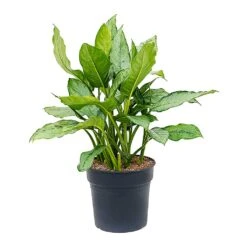 Aglaonema B.J. Freedman - Chinese Evergreen -Plant potted plants Aglaonema BJ Freedman Chinese Evergreen Large