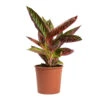 Aglaonema Chocolate - Chinese Evergreen -Plant potted plants Aglaonema Chocolate Chinese Evergreen 14cm