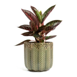 Aglaonema Chocolate - Chinese Evergreen -Plant potted plants Aglaonema Chocolate Chinese Evergreen Cecil Plant Pot Taupe