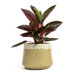 Aglaonema Chocolate - Chinese Evergreen -Plant potted plants Aglaonema Chocolate Chinese Evergreen Jorrit Plant Pot Camel
