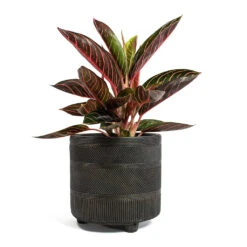 Aglaonema Chocolate - Chinese Evergreen -Plant potted plants Aglaonema Chocolate Chinese Evergreen Nola Plant Pot Shiny Brown