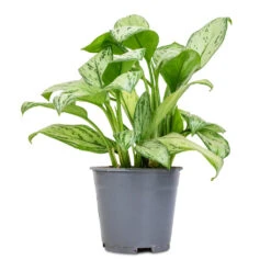 Aglaonema Christina - Chinese Evergreen -Plant potted plants Aglaonema Christina Chinese Evergreen 14x35cm