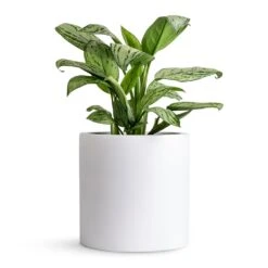 Puk Essentials Planter - Matt White -Plant potted plants Aglaonema Christina Chinese Evergreen 14x35cm Puk Planter Matt White 20x20cm 80db27b0 006a 484a a301 31a752032fd8