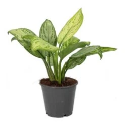 Aglaonema Christina - Chinese Evergreen -Plant potted plants Aglaonema Christina Chinese Evergreen