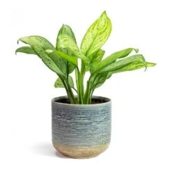 Aglaonema Christina - Chinese Evergreen -Plant potted plants Aglaonema Christina Chinese Evergreen Issa Plant Pot Light Blue