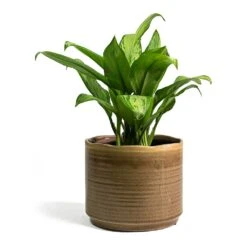 Aglaonema Christina - Chinese Evergreen -Plant potted plants Aglaonema Christina Chinese Evergreen Jordy Plant Pot Grey