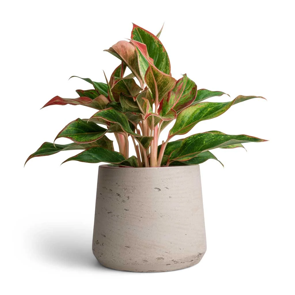 Patt Plant Pot - Grey Washed 16 Patt Plant Pot - Grey Washed - Image 14