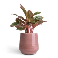 Remi Plant Pot - Pink -Plant potted plants Aglaonema Crete Chinese Evergreen 12x25cm Remi Plant Pot Pink 18x19cm