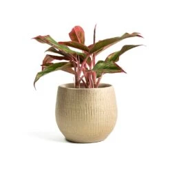 Ryan Plant Pot - Sand Gold -Plant potted plants Aglaonema Crete Chinese Evergreen Ryan Plant Pot Sand Gold