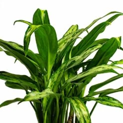 Aglaonema Cutlass - Chinese Evergreen 16 Aglaonema Cutlass - Chinese Evergreen -Plant potted plants Aglaonema Cutlass Chinese Evergreen Houseplant 12x35cm Bunch Leaf