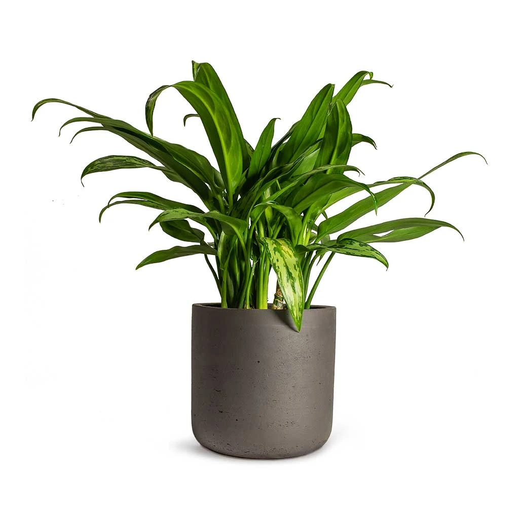 Aglaonema Cutlass - Chinese Evergreen 7 Aglaonema Cutlass - Chinese Evergreen - Image 5
