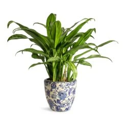 Aglaonema Cutlass - Chinese Evergreen 18 Aglaonema Cutlass - Chinese Evergreen -Plant potted plants Aglaonema Cutlass Chinese Evergreen Houseplant 12x35cm Monza Plant Pot Vintage Blue 13x12cm