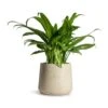 Aglaonema Cutlass - Chinese Evergreen 2 Aglaonema Cutlass - Chinese Evergreen -Plant potted plants Aglaonema Cutlass Chinese Evergreen Houseplant 12x35cm Patt Plant Pot Grey Washed 17x14cm