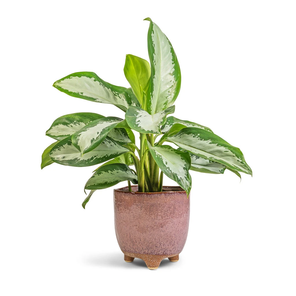 Aglaonema Diamond Bay - Chinese Evergreen 6 Aglaonema Diamond Bay - Chinese Evergreen - Image 4