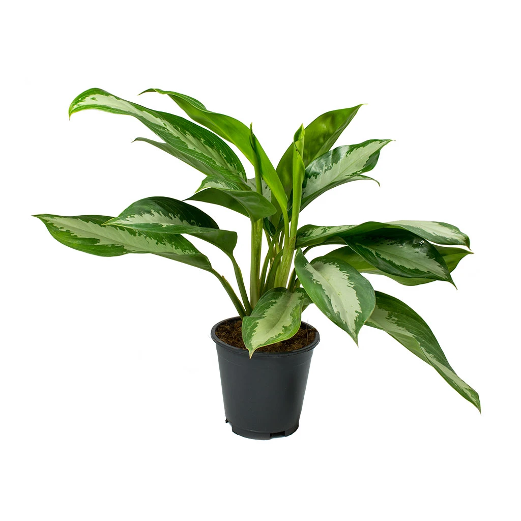 Aglaonema Diamond Bay - Chinese Evergreen 12 Aglaonema Diamond Bay - Chinese Evergreen - Image 10