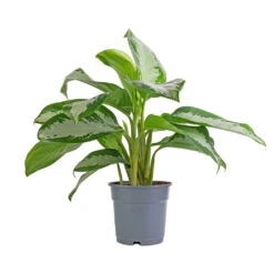 Aglaonema Diamond Bay - Chinese Evergreen 16 Aglaonema Diamond Bay - Chinese Evergreen -Plant potted plants Aglaonema Diamond Bay Chinese Evergreen 17x55cm 08d6ab0b 081a 4463 a8bf 9795e35ae969