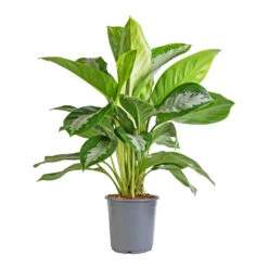 Aglaonema Diamond Bay - Chinese Evergreen 18 Aglaonema Diamond Bay - Chinese Evergreen -Plant potted plants Aglaonema Diamond Bay Chinese Evergreen 21x50cm
