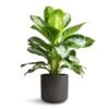 Aglaonema Diamond Bay - Chinese Evergreen -Plant potted plants Aglaonema Diamond Bay Chinese Evergreen 21x50cm Charlie Plant Pot Black Washed 25x24cm