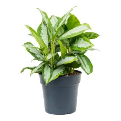 Aglaonema Diamond Bay - Chinese Evergreen 21 Aglaonema Diamond Bay - Chinese Evergreen -Plant potted plants Aglaonema Diamond Bay Chinese Evergreen 30cm