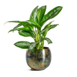 Aglaonema Diamond Bay - Chinese Evergreen 22 Aglaonema Diamond Bay - Chinese Evergreen -Plant potted plants Aglaonema Diamond Bay Chinese Evergreen Kian Metal Plant Pots Set of 3 Large Sky Burn