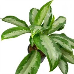 Aglaonema Diamond Bay - Chinese Evergreen 19 Aglaonema Diamond Bay - Chinese Evergreen -Plant potted plants Aglaonema Diamond Bay Chinese Evergreen Leaves