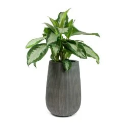Aglaonema Diamond Bay - Chinese Evergreen 24 Aglaonema Diamond Bay - Chinese Evergreen -Plant potted plants Aglaonema Diamond Bay Chinese Evergreen Patt High Plant Vase Ridged Dark Grey 99381b0b 421d 4304 b9db a920ab7fc167